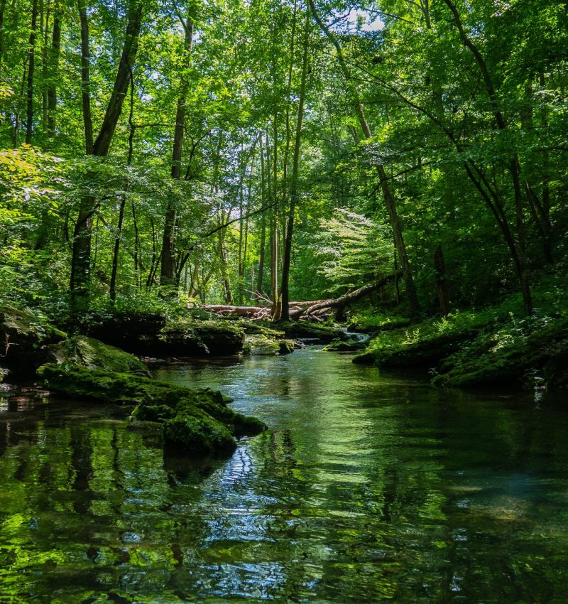 beautiful-scenery-river-surrounded-by-greenery-forest