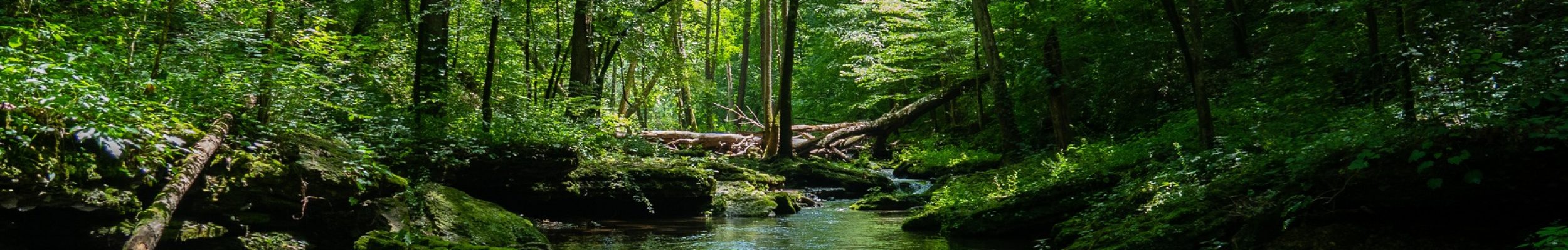 beautiful-scenery-river-surrounded-by-greenery-forest